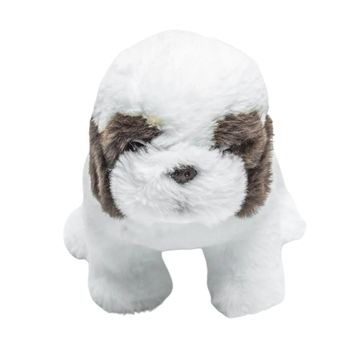 Floppy Shih Tzu