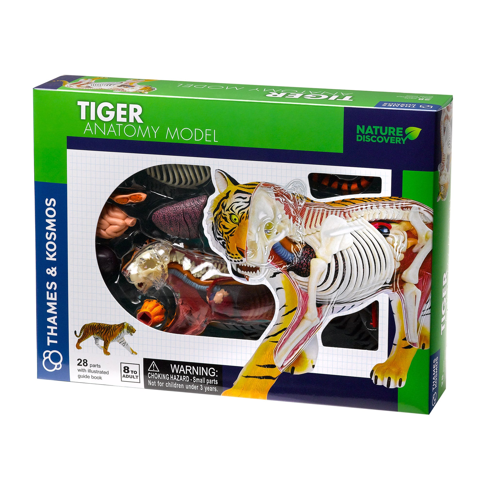 Thames & Kosmos Tiger Anatomy Model