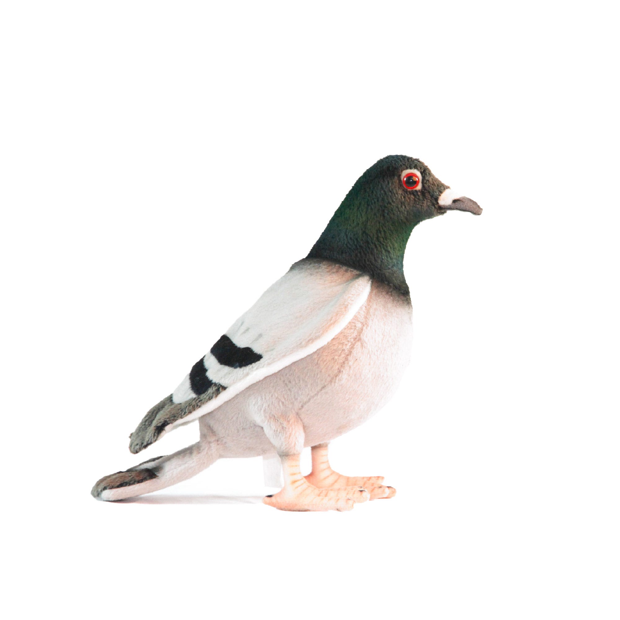 Pigeon cuddly toy store
